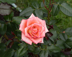 pink rose against green leaves