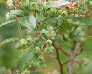 berries not yet ripe on a green bush
