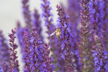 purple flowers and flying bee