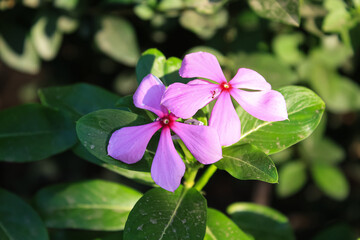 Catharanthus or Periwinkle purple flowers