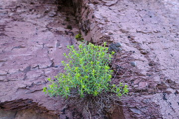 Satureja montana growing on oxide rocks