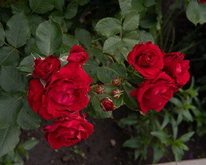 red roses against a background of green leaves
