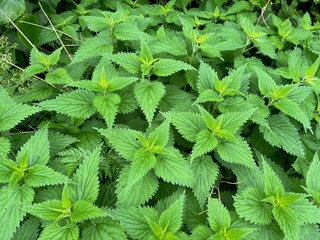 Nettle plant with green leaves as background, closeup