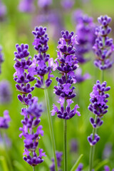 Close Up of Vibrant Lavender Flowers in Bloom with Green Background