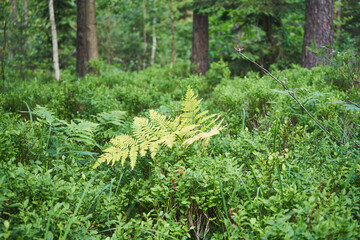 paproć © Marcin Łazarczyk