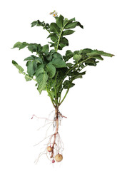 Potato plant with tubers isolated on white