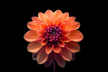 Fototapeta premium Vibrant Orange Dahlia Flower on Black Background Isolated Floral Close Up