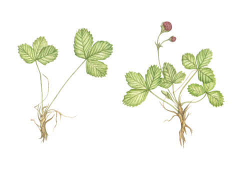 Branches of wild strawberries, hand-painted in watercolor. Green leaves, berries, roots, structure of berries. Illustration of a summer garden for botanical cards, postcards, textbooks, prints, design