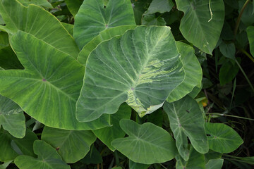 View of an elephant ear leaf showing some form of leaf disease, such as pale color patches