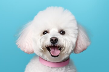 Portrait of a funny bichon frise over solid pastel color wall