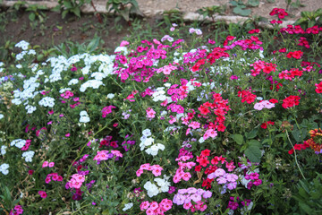 Lush beautiful multi color Phlox garden flowers