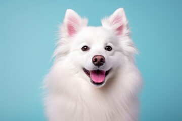 Portrait of a cute american eskimo dog isolated on solid pastel color wall