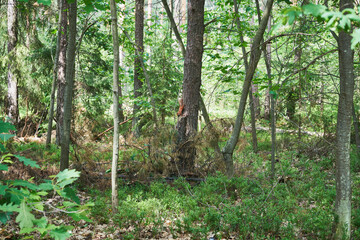 wiewiórka  © Marcin Łazarczyk