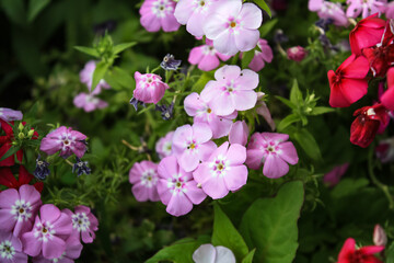 Fototapeta premium Lush beautiful Pink Phlox garden flowers 