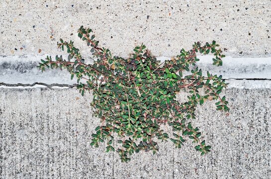 Spotted Spurge Euphorbia maculata plant growing sidewalk nature weeds.