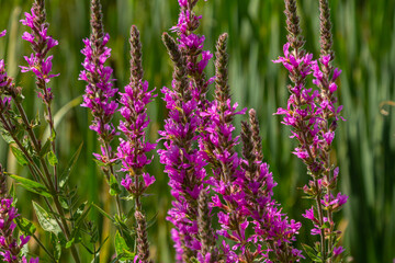 Purple loosestrife Lythrum salicaria inflorescence. Flower spike of plant in the family Lythraceae,...