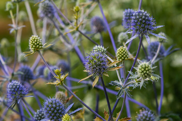 Eryngium Planum Or Blue Sea Holly - Flower Growing On Meadow. Wild Herb Plants