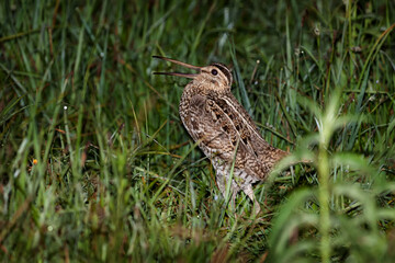 Great Snipe lekking in the natural floodplain habitats of the Berezina River after sunset, Belarus