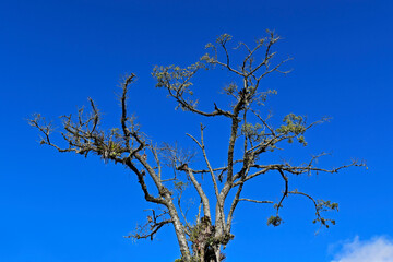 Tree with dry branches and blue sky in Teresopolis, Rio de Janeiro, Brazil