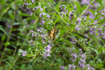 Papilio swallowtail, Butterfly on Buddleja alternifolia flowers