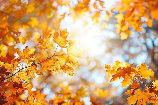 Autumn landscape. Autumn oak leafes, very shallow focus.