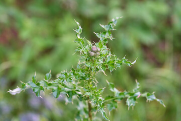 Green plant with sharp needles on leaves.