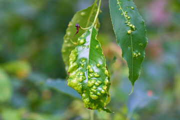 Not healthy leaf tree covered with aphids.