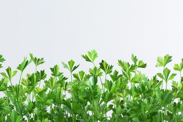 Fototapeta premium A detailed shot of various green plants, ideal for use in botanical or scientific contexts
