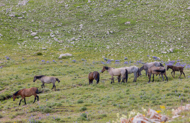 Wild Horses in Summer in the Pryor Mountains Montana