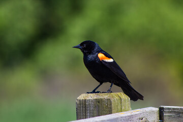Red-Winged Blackbird