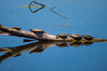 Turtles on Fallen Tree