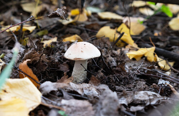 Basket with edible white mushrooms. Boletus edulis. Collect porcini in forest
