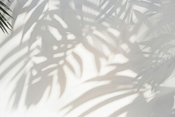 plan white wall with soft leaf shadows