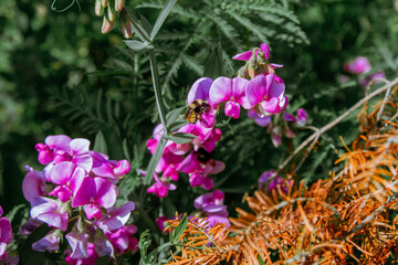 Bee in Flowers