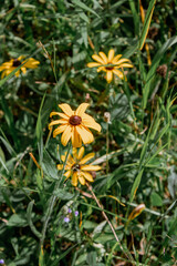 Black Eyed Susan Flowers