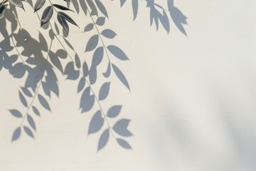 plan white wall with soft leaf shadows