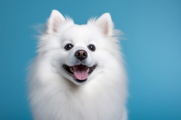 Portrait of a cute american eskimo dog in blank studio backdrop