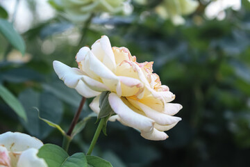 Beautiful white blooming Rose flower