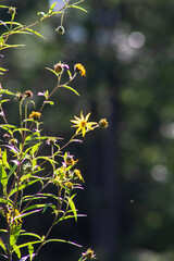 Wildflowers in Michigan