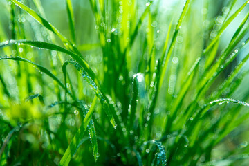 Dew on green grass. Fresh nature. Drops water. Botanical background