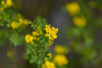 rami sottili di una pianta con piccolissime foglie verdi e fiori gialli su sfondo sfuocato e dai colori misti