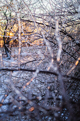 Ice Covered Branches
