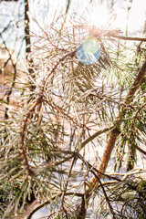 Pine Needles in Ice