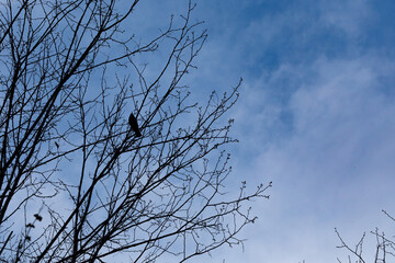 merlo che canta fermo dall'alto sul ramo di un albero spoglio, di giorno, in inverno, con vista sul cielo azzurro sullo sfondo, leggermente nuvoloso