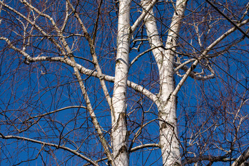 Obraz premium dettagli, dal basso, di alcuni alberi spogli, dalla corteccia di colore bianco, su sfondo il cielo sereno e di color azzurro intenso, di giorno