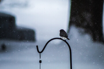 Bird in Snow