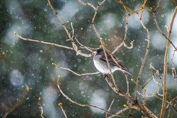 Small Bird in Snow