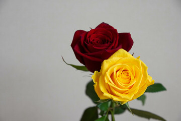 赤と黄色のばら