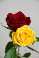 赤と黄色のばら
