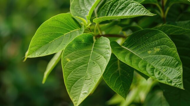 Karana flower leaves are quite swollen